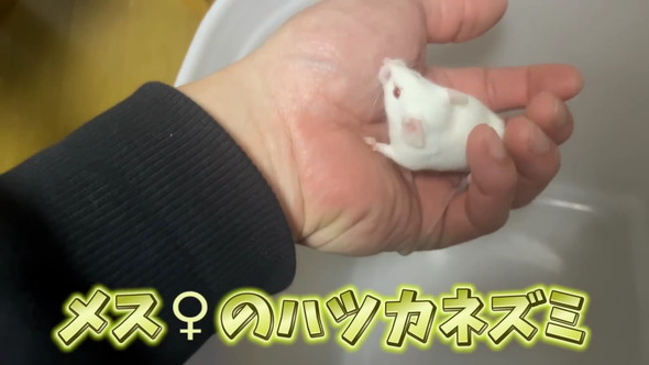 エサ用マウスを飼育