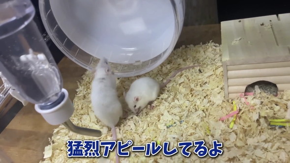 エサ用マウスを飼育