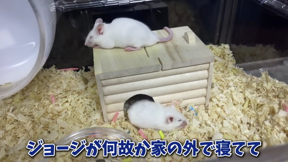 エサ用マウスを飼育