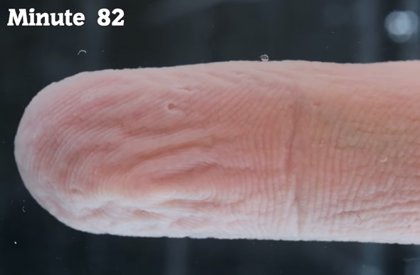 90分水に浸したしわしわの指