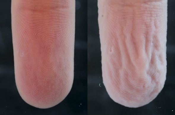 90分水に浸したしわしわの指