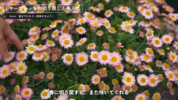 マーガレット 切り戻し 方法 やり方 春