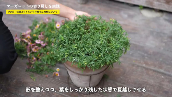 マーガレット 切り戻し 方法 やり方 春