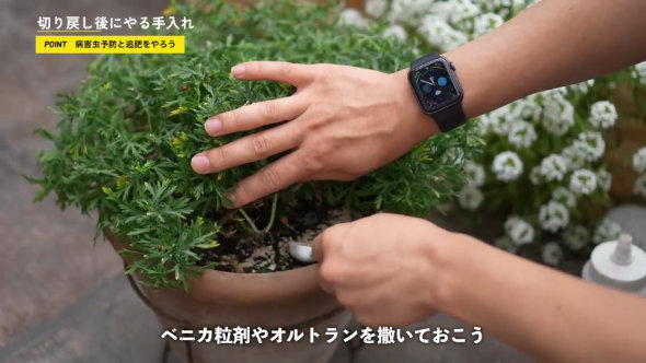 マーガレット 切り戻し 方法 やり方 春