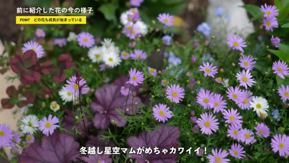 マーガレット 切り戻し 方法 やり方 春