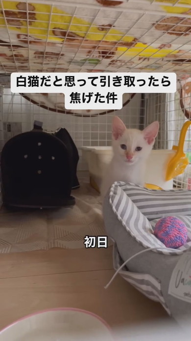 白い子猫