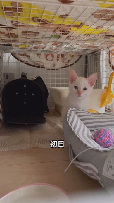 白い子猫