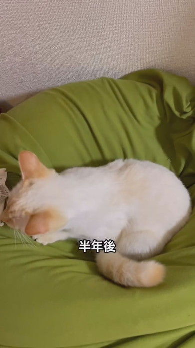 茶白トラの猫ちゃん