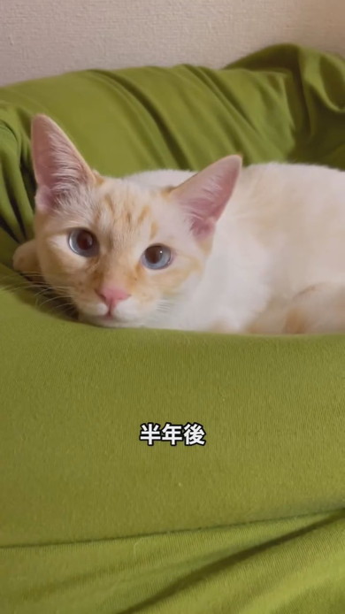 茶白トラの猫ちゃん