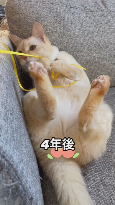茶白トラの猫ちゃん
