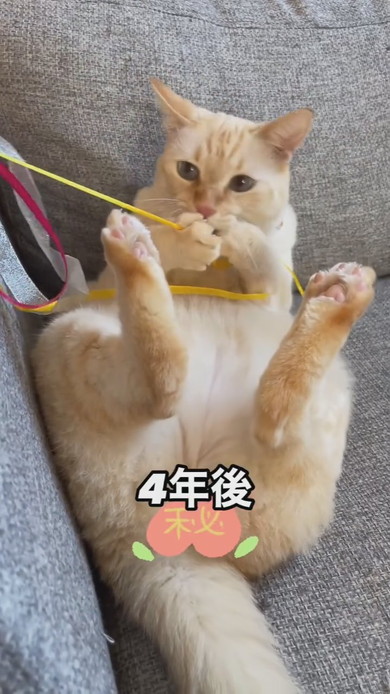 茶白トラの猫ちゃん