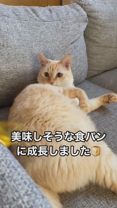 茶白トラの猫ちゃん