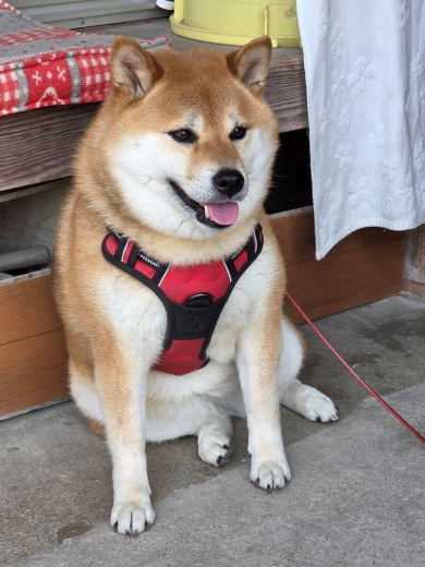 シャンプーしたらムキムキになった柴犬
