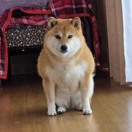 シャンプーしたらムキムキになった柴犬