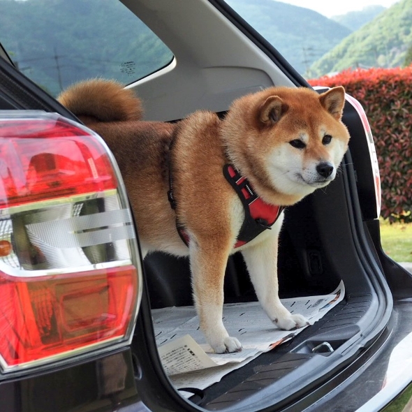 シャンプーしたらムキムキになった柴犬