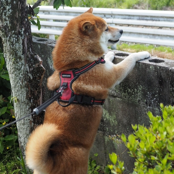 シャンプーしたらムキムキになった柴犬