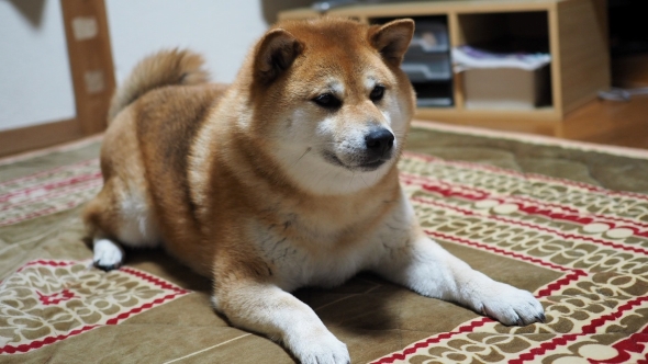 シャンプーしたらムキムキになった柴犬