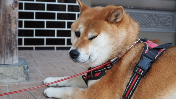 シャンプーしたらムキムキになった柴犬