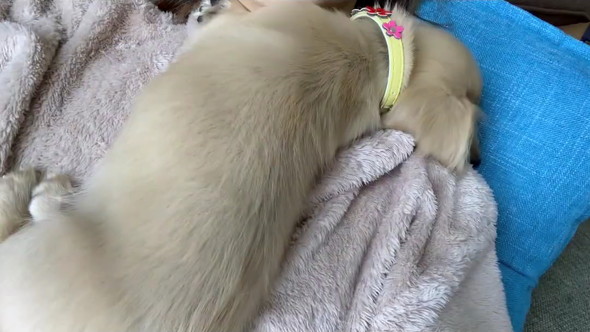 寝ているダックス