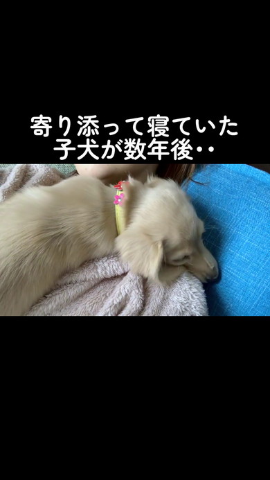 幸せそうな子犬