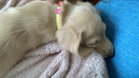 助けを求める柴犬