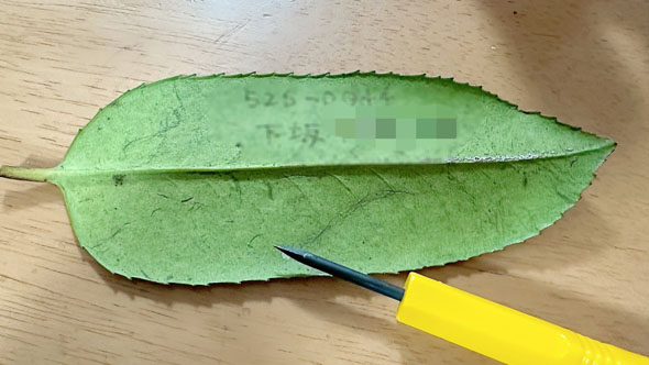 葉書