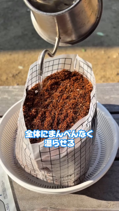 余ったダイソー水切り袋でニラ栽培活用 