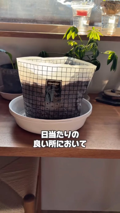 余ったダイソー水切り袋でニラ栽培活用 