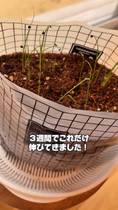 余ったダイソー水切り袋でニラ栽培活用 