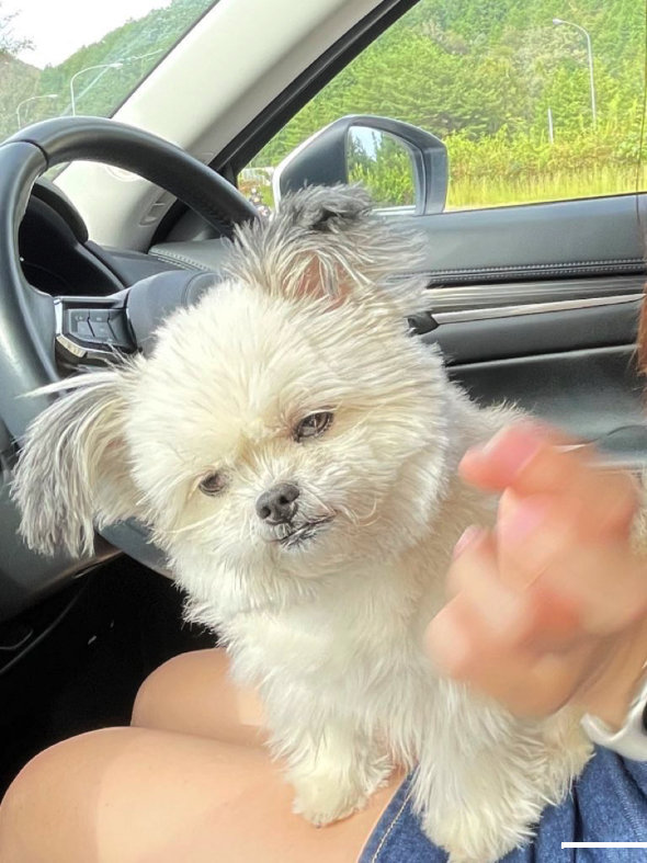 ドッグラン はしゃぎすぎた 愛犬 燃え尽きた ビフォーアフター 表情