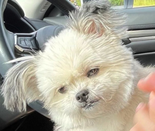 ドッグラン はしゃぎすぎた 愛犬 燃え尽きた ビフォーアフター 表情