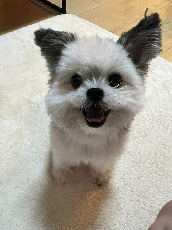 ドッグラン はしゃぎすぎた 愛犬 燃え尽きた ビフォーアフター 表情