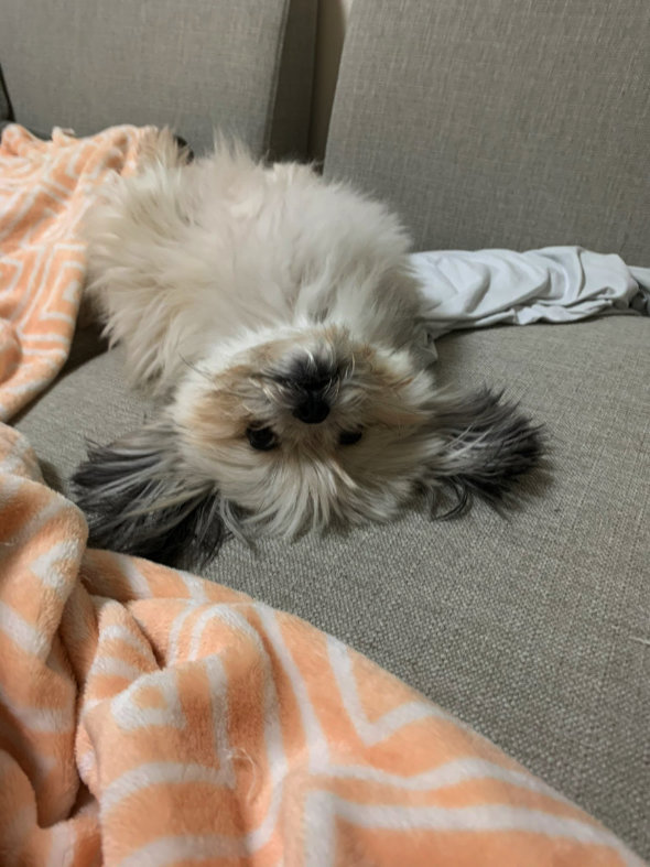 ドッグラン はしゃぎすぎた 愛犬 燃え尽きた ビフォーアフター 表情