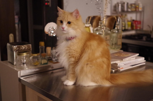 ペットショップ かわいくないほう 猫 出会い 現在 8年 共に生きる