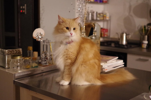 ペットショップ かわいくないほう 猫 出会い 現在 8年 共に生きる