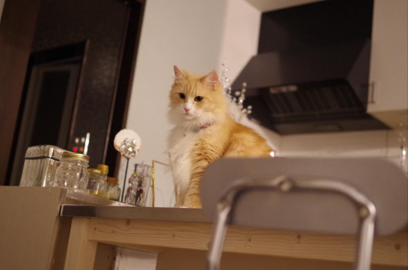 ペットショップ かわいくないほう 猫 出会い 現在 8年 共に生きる