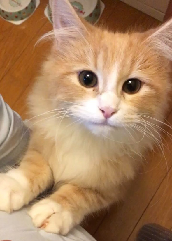 ペットショップ かわいくないほう 猫 出会い 現在 8年 共に生きる