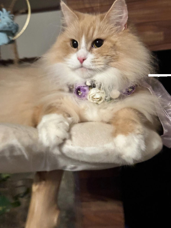 ペットショップ かわいくないほう 猫 出会い 現在 8年 共に生きる