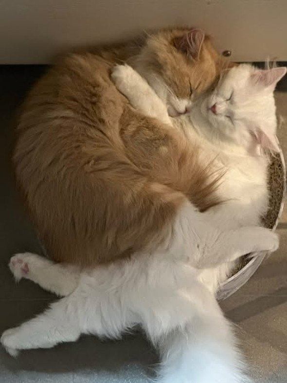 ペットショップ かわいくないほう 猫 出会い 現在 8年 共に生きる