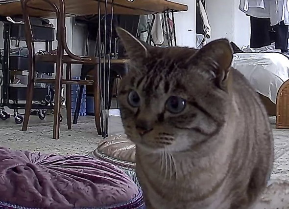 ペットカメラに映る猫ちゃん