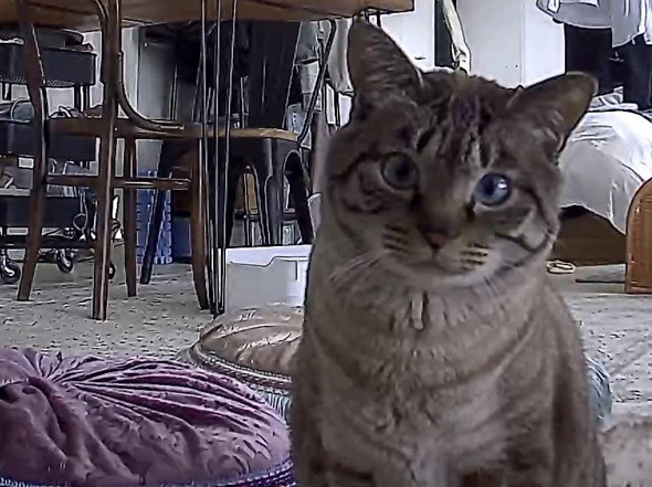 ペットカメラに映る猫ちゃん