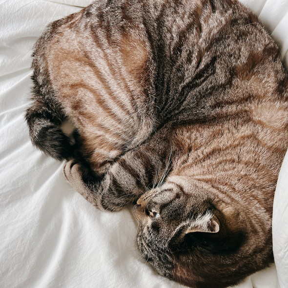 丸まって眠る猫ちゃん