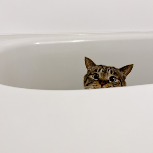浴槽に入っている猫ちゃん