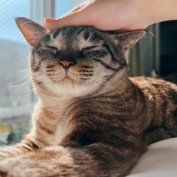 なでられている猫ちゃん
