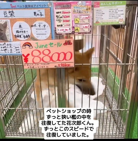 柴犬