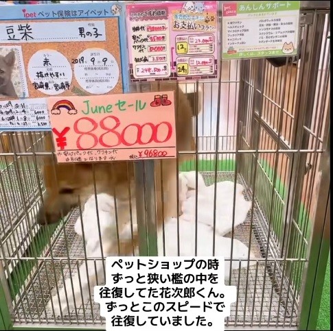 柴犬