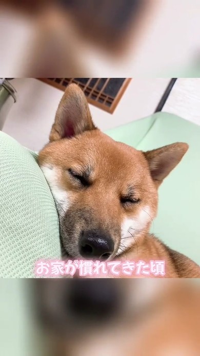 柴犬