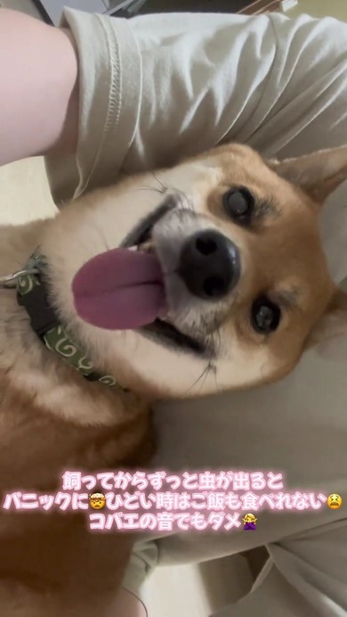 柴犬
