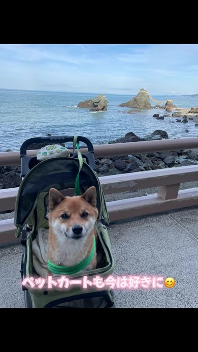柴犬