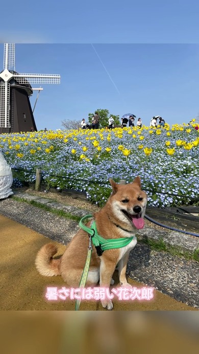 柴犬